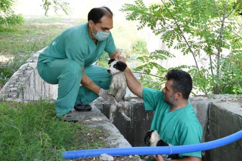 Su kanalına düşen yavru köpekler kurtarıldı