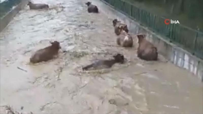 Taşköprü'de hayvanlar sele böyle kapıldı