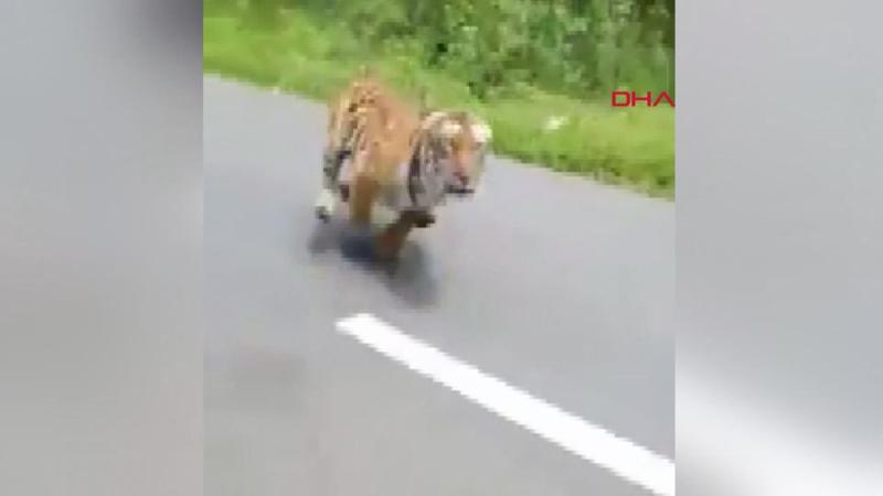 Otoyola çıkan kaplan, motosiklettekileri kovaladı