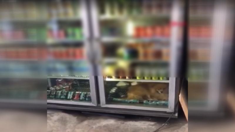 Sıcaktan bunalan köpek içecek dolabına girdi