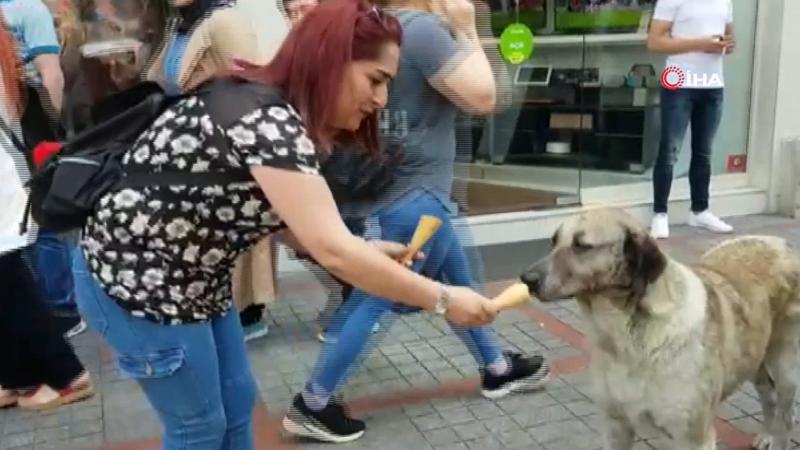 Köpeğin dondurma keyfi