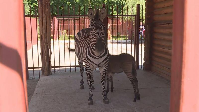 В Липецком зоопарке растёт уникальный детеныш осла и зебры